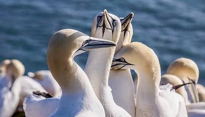 开云官网APP下载-EDG战队战术布置引发热议，edg战队队员名单